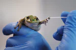Hotspot shelters stimulate frog resistance to chytridiomycosis