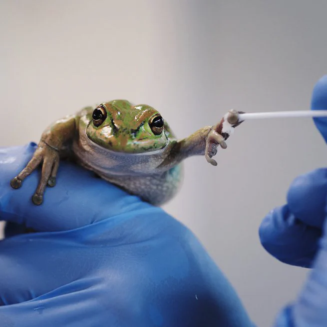 Hotspot shelters stimulate frog resistance to chytridiomycosis